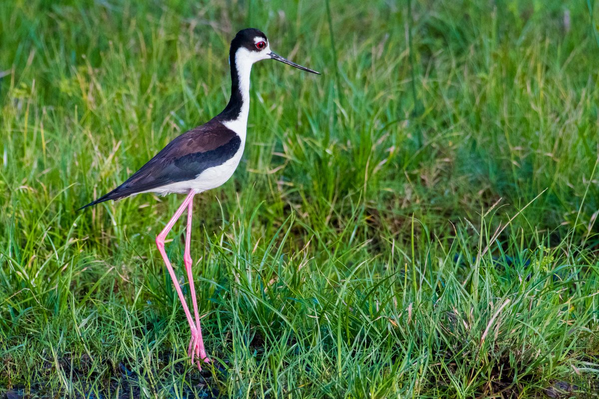 TPWFoundation's tweet photo. TPWF prioritizes conservation across Texas, protecting more than 170,000 acres - an area thatโs larger than some countries!
#WeWillNotBeTamed #LiveAmongtheWild #JointheWildLife #TexasParksandWildlife #TexasFisheries #WildAnimalsofTexas #TexasWildlife
๐ธ : Jonathan Vail Photo https://t.co/YFV6arXBgF