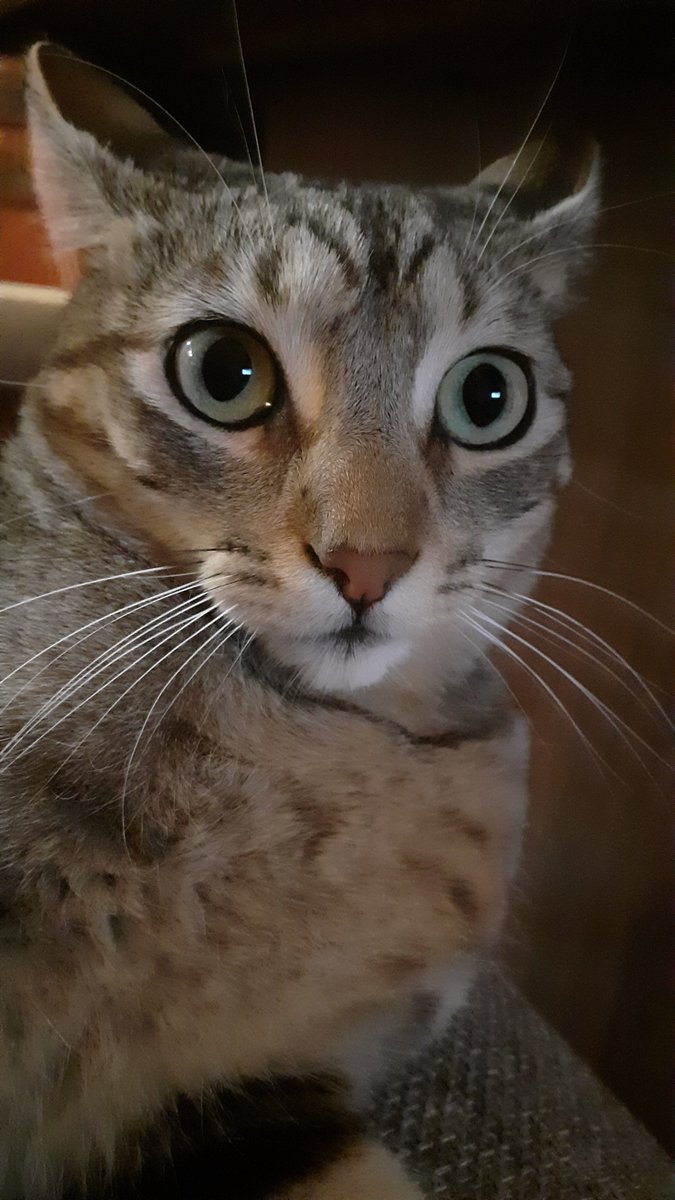 SmallDaniPlay's tweet photo. HOY ES EL CUMPLEAÑOS DE MI GATO FELICÍTENLO https://t.co/awbQ7EUgVx