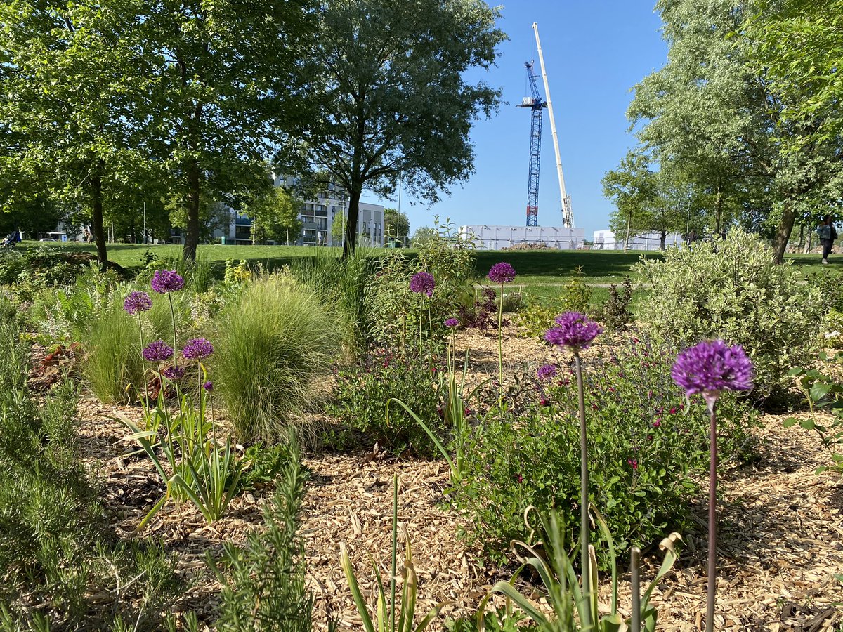 Heybournepark's tweet photo. #GrahamePark πͺ΄ππ³ #Communitygardening We met up on Saturday, planted a few plants and spread more woodchips in the garden. A few pictures of the #communityplot with flowering Heuchera, Allium and one of the hot pokers which we planted along the footpath last year! https://t.co/iZy7TkWh7V