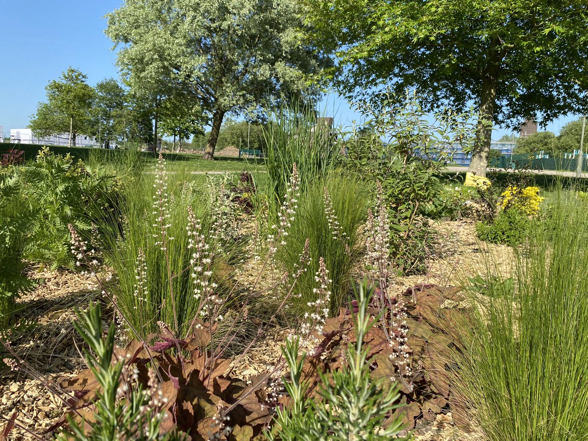 Heybournepark's tweet photo. #GrahamePark πͺ΄ππ³ #Communitygardening We met up on Saturday, planted a few plants and spread more woodchips in the garden. A few pictures of the #communityplot with flowering Heuchera, Allium and one of the hot pokers which we planted along the footpath last year! https://t.co/iZy7TkWh7V