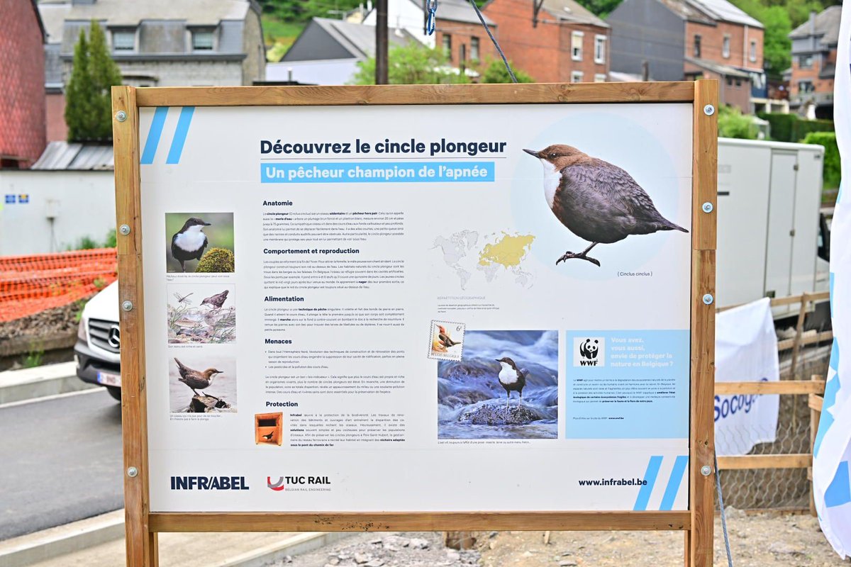 Infrabel_FR's tweet photo. Nous en profitons pour placer des nichoirs avec @WWF_Belgique, sous le nouveau pont, pour préserver l’habitat du cincle plongeur. Une initiative pour protéger la nature et notamment les oiseaux, dont les populations ont chuté de près de 30% ces 30 dernières années. #weareinfrabel https://t.co/zLYW2CP2KT