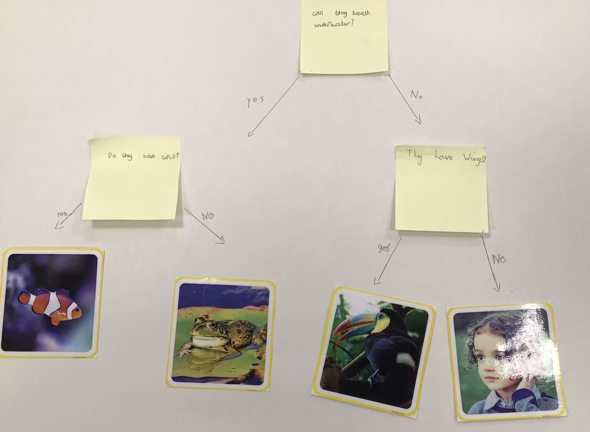 WPatemanscience's tweet photo. Year 4 continued their work on classification by creating their own branching keys. #JerseyVcp https://t.co/kadpIstyk4