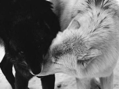 pieniverse's tweet photo. #OHMNON ABOVERSE AU

—𝐋𝐚𝐠𝐨𝐦 ; 𝐌𝐞𝐭𝐚𝐧𝐨𝐢𝐚 

Nanon yang belum mendapat second gender menganggap dirinya Alpha dan terus berseteru dengan sang musuh, Ohm Pawat, seorang Alpha dominant. Lalu mengapa sisi liar Alpha Ohm murka saat feromone Nanon tercium oleh Alpha lain? https://t.co/GHnVM79FfW