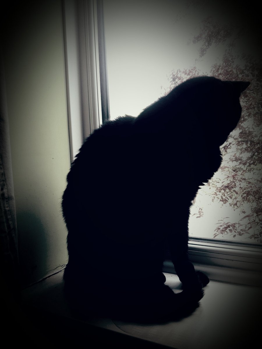 Beeny: What's going on out there? ! #CatsOfTwitter