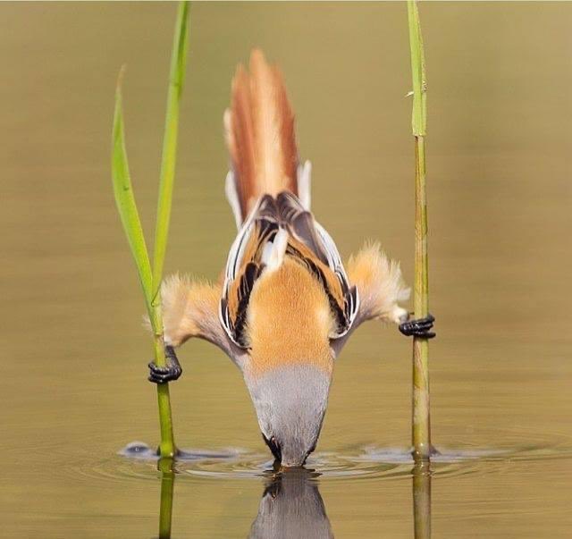 ben_ifs's tweet photo. What a click #birds https://t.co/ndDic5Tti3