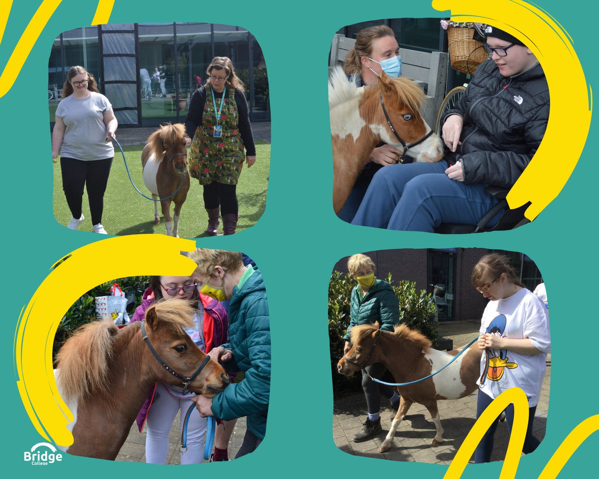 BridgeCollege_'s tweet photo. #BridgeCollege learners were treated to a lovely visit from the absolutely amazing Mr P & Monet. The miniature ponies spent the morning bringing a smile to everyone. We loved meeting them both & learning how to groom & walk them. Thanks for visiting Mr P &Monet #MentalWellbeing https://t.co/TJ9B5f7oAr
