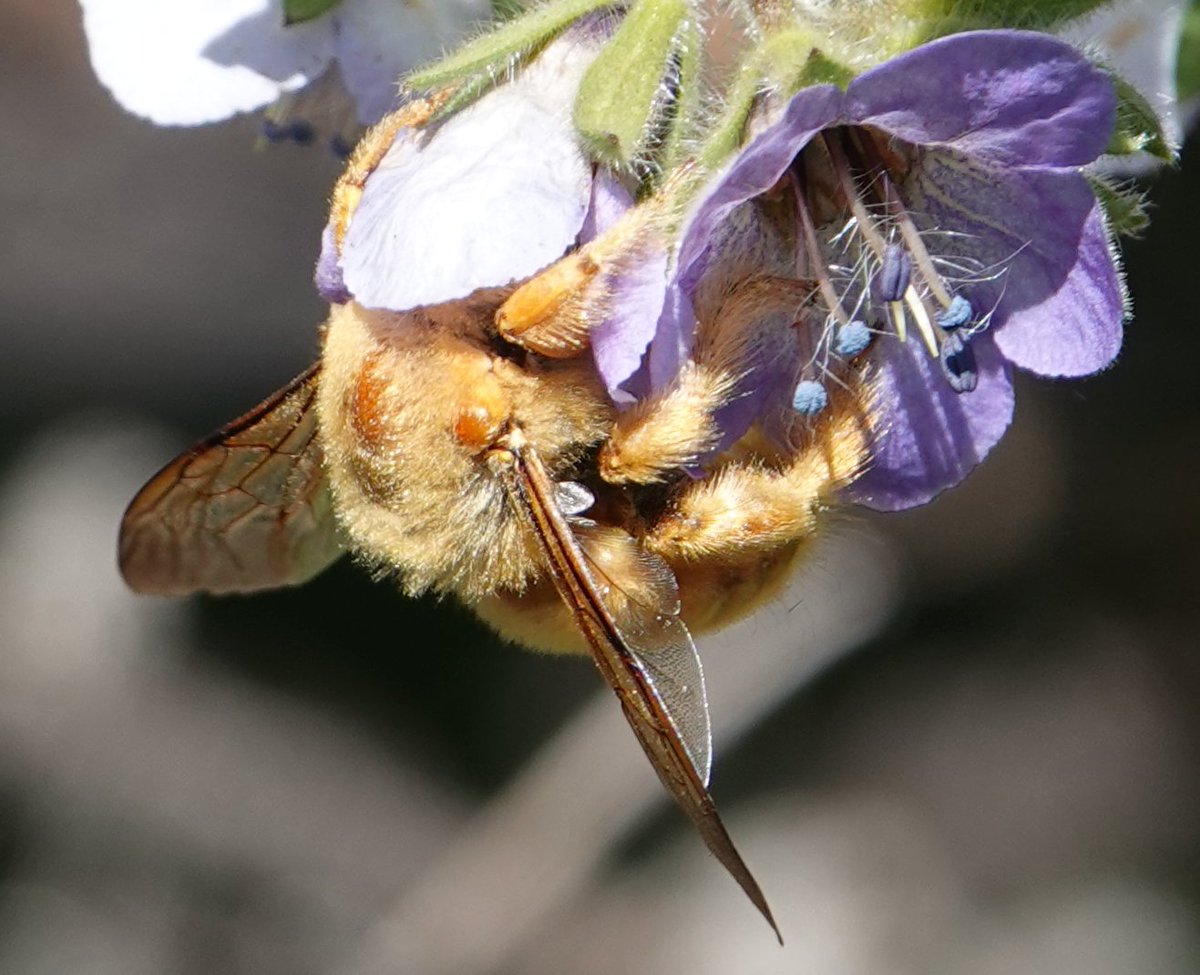 wild_matters's tweet photo. nom nom
#teddybear #bee on a native phacelia

#TwitterNatureCommunity #nature #naturelovers #wildlife #pollinators #outdoors #biodiversity #outside #entomology #california #wildlifegarden  #BeesSeenIn2022 #bees https://t.co/TyOCFHzrUU