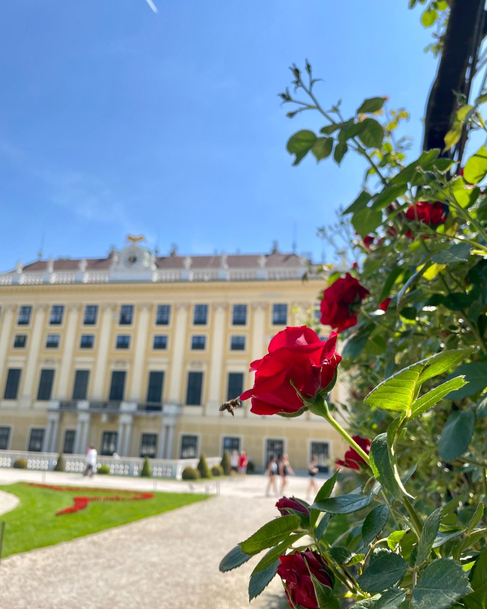 schonbrunn's tweet photo. We 💛 how #SchönbrunnPark becomes more colorful with each passing day! (And the 🐝 apparently enjoy it too 😉)
📸 SKB #Schoenbrunn #Schonbrunn #Schönbrunn #Palace #Castle #Park #Gardens #sightseeing #sights #viennanow #vienna #WienLiebe #viennagoforit #austria #visitaustria https://t.co/dVGNfukntC