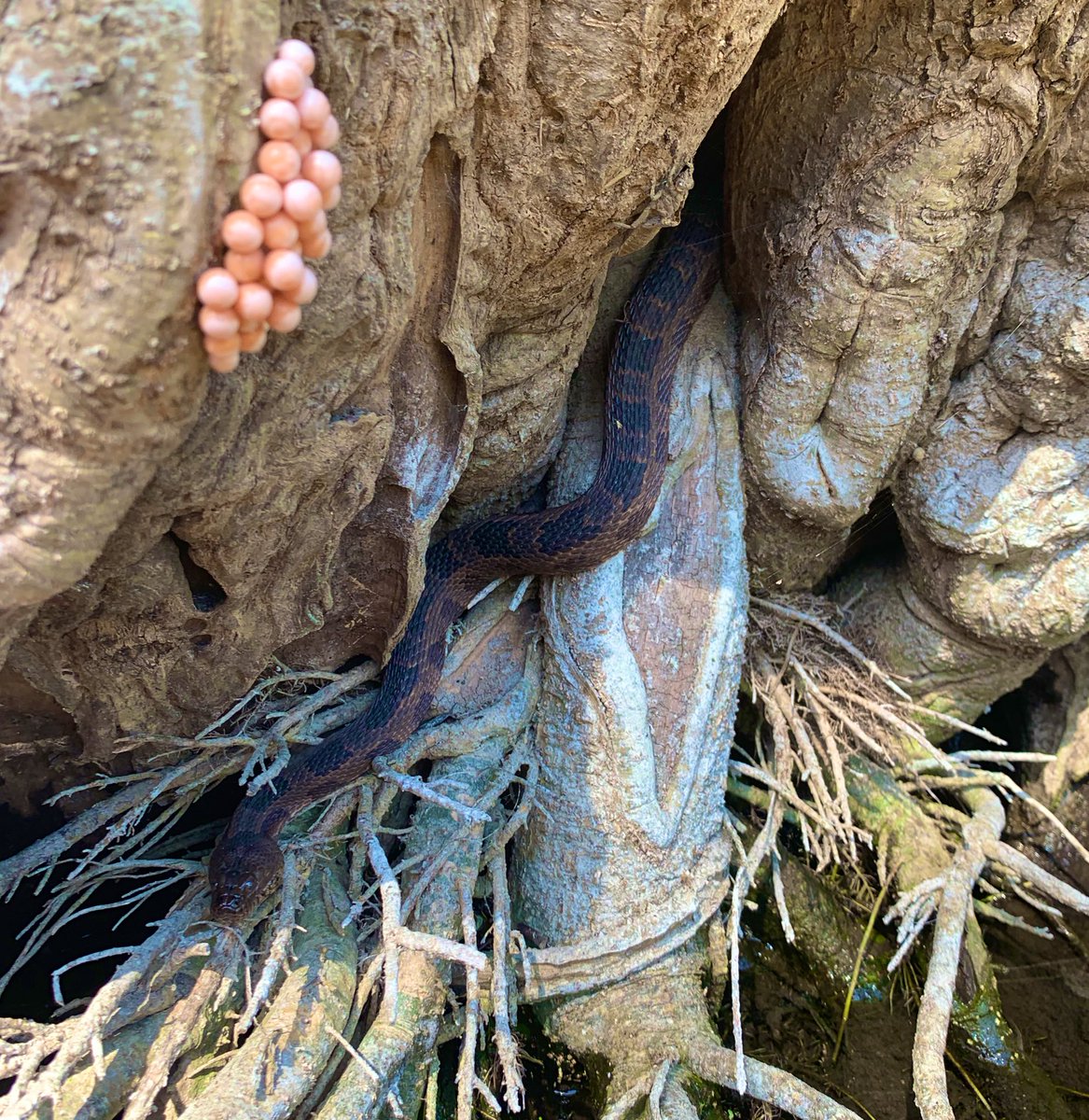 Sam Shablin tweet media