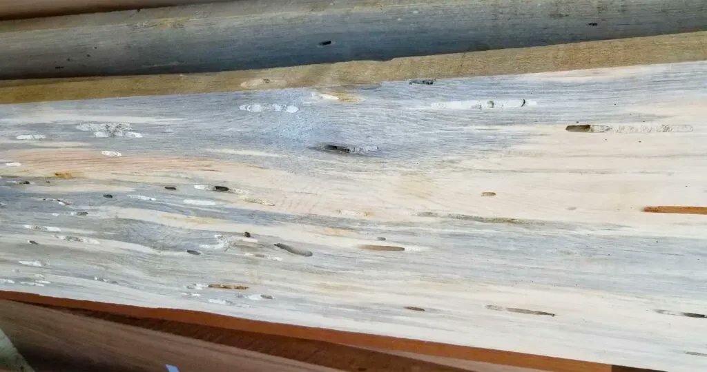 FrontRangeLumbr's tweet photo. #BeetleKillBlueStainPine misconceptions 😮
#BeetleKill #BlueStainPine is a very misunderstood, for example:
It all comes from very close to #Denver (or #Colorado) >>> NOT TRUE!
Read the rest: https://t.co/XNDOkvqUM0 https://t.co/t4UU5yJ14Z