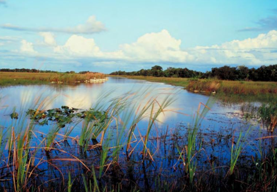 Wetlands protect us from floods, purify our water and provide habitat to wildlife. bit.ly/3FCWd5d #wetlandsmonth