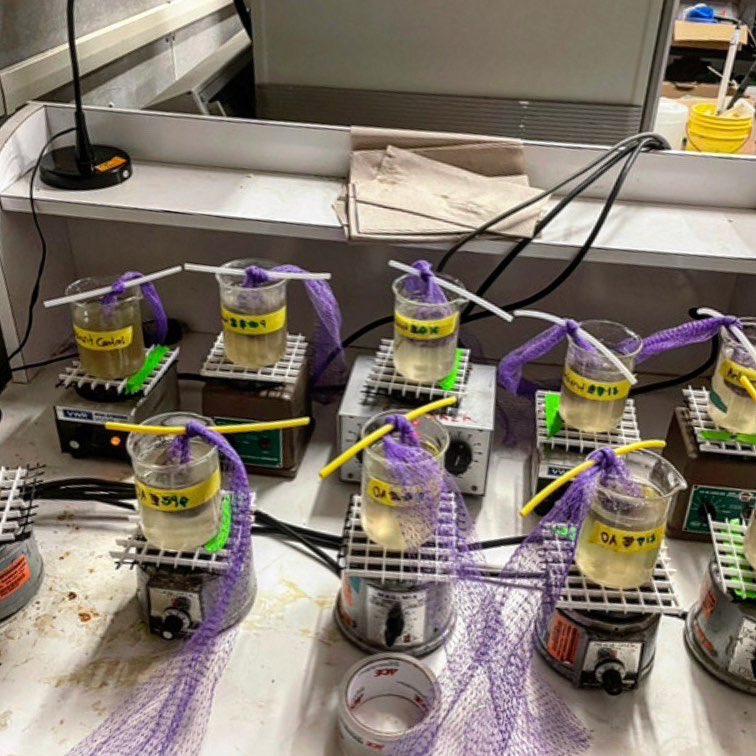 NU_ThreeSeas's tweet photo. For their final projects, students proposed and conducted their own experiments ranging from the lab to the tide pools to the entire harbor! 

📚: Changing Global Oceans 
🧑‍🏫: @steve_doo 
📸: @its_scuba_shan &amp; Lauren Tisdale
#nuexperience #cosconnects #3Cs41 #fridayharborlabs https://t.co/IyHwM0gSTr
