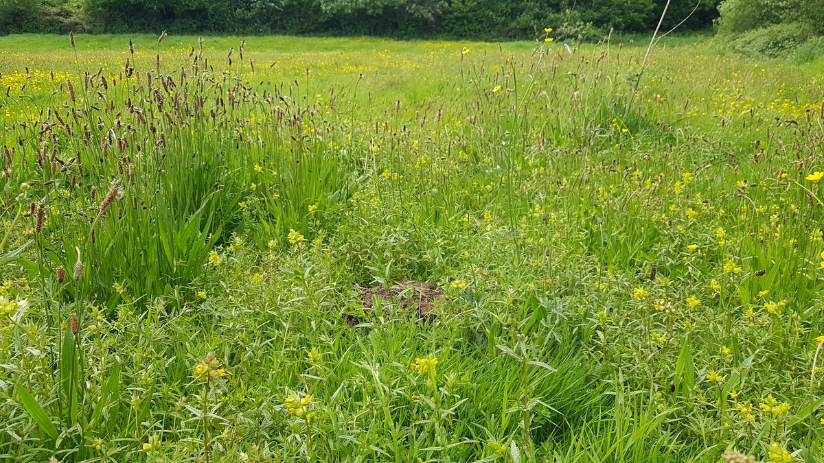 HenllysLNR's tweet photo. Our #yellowrattle trial area from 2 years ago is now a big Yellow Rattle harvesting area. Bees are loving it too. #lovepollinators @BumblebeeTrust https://t.co/o7qghylJdG