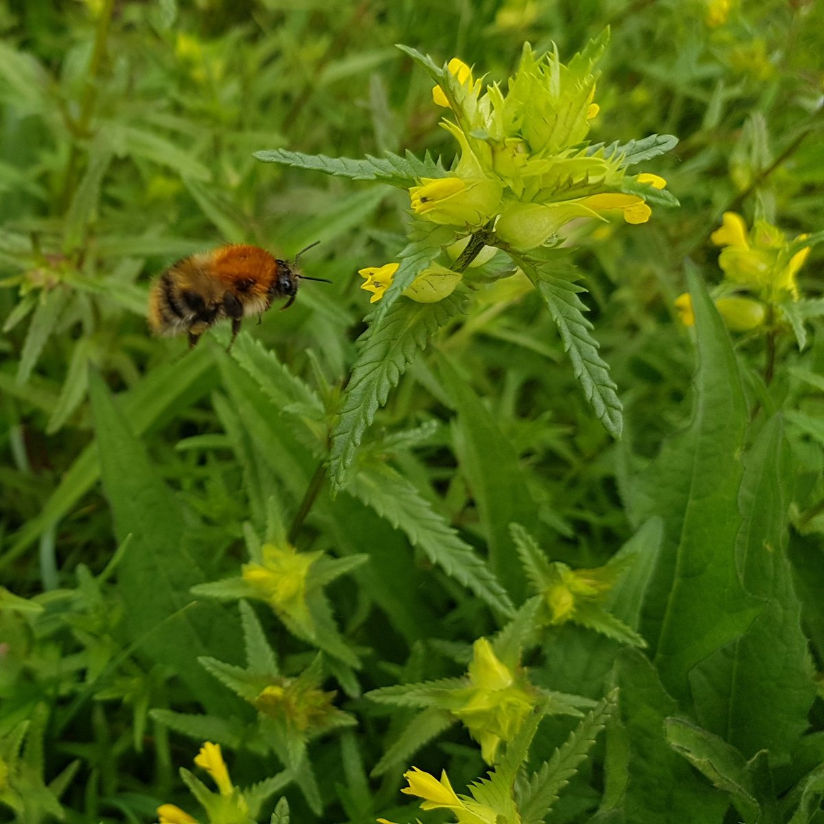HenllysLNR's tweet photo. Our #yellowrattle trial area from 2 years ago is now a big Yellow Rattle harvesting area. Bees are loving it too. #lovepollinators @BumblebeeTrust https://t.co/o7qghylJdG