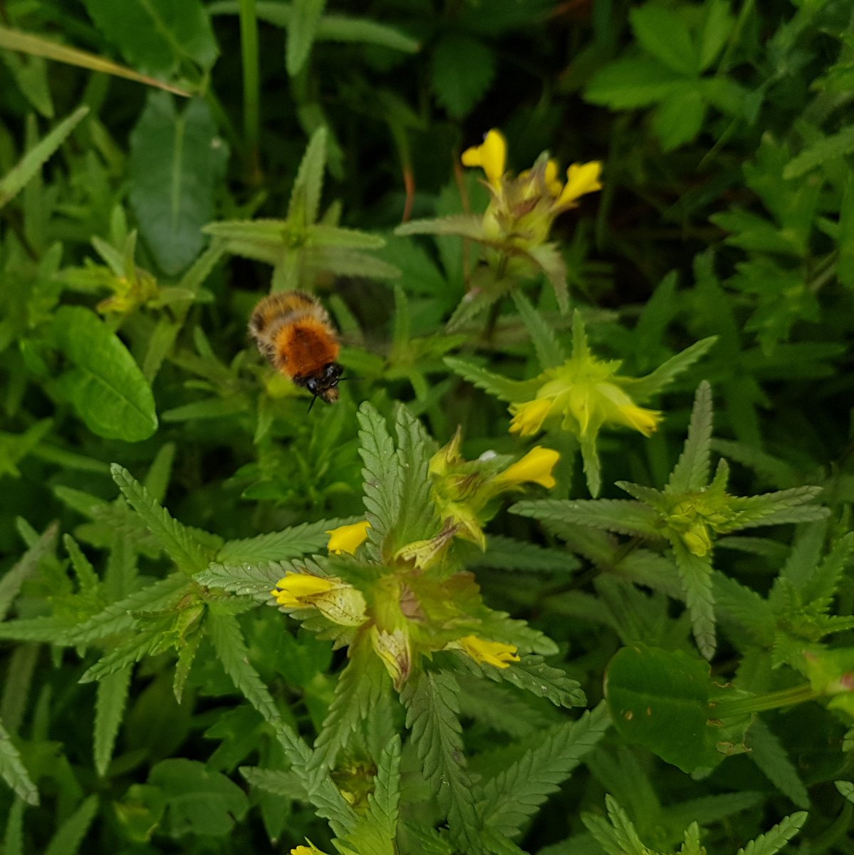 HenllysLNR's tweet photo. Our #yellowrattle trial area from 2 years ago is now a big Yellow Rattle harvesting area. Bees are loving it too. #lovepollinators @BumblebeeTrust https://t.co/o7qghylJdG