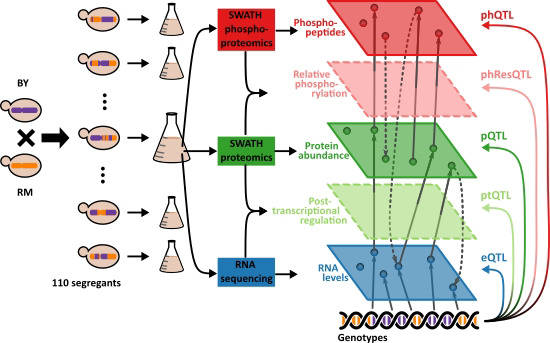 Systematic analyses of the effect of #geneticvariation on the transcriptome, proteome &amp;phosphoproteome reveals multi-layered changes in regulatory networks, linked to 100s of cellular traits --> bit.ly/3witEa9 A Beyer <a href="/UniCologne/">Universität zu Köln</a> R Aebersold <a href="/IMSB_ETH/">IMSB_ETH</a> #SystemsGenetics