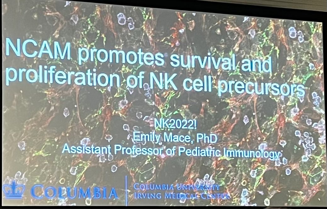 Brilliant work presented by ⁦@mace_em⁩. Demonstrating the importance of NCAM1 in NK development. ⁦@SNI_NKMeeting⁩ #NK2022