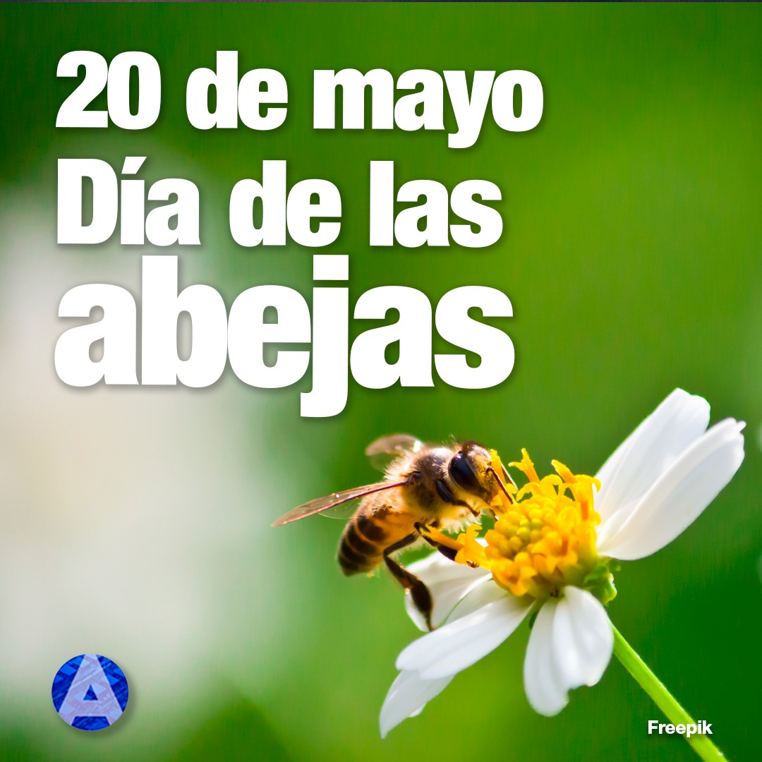 Aseminfor's tweet photo. ¡Felicidades a todas las abejas! 😍😍😍
Hoy se celebra su día internacional.
#abejas #diade #naturaleza #ecosistema #sostenibilidad #bichitos https://t.co/nwS5PkfI0t