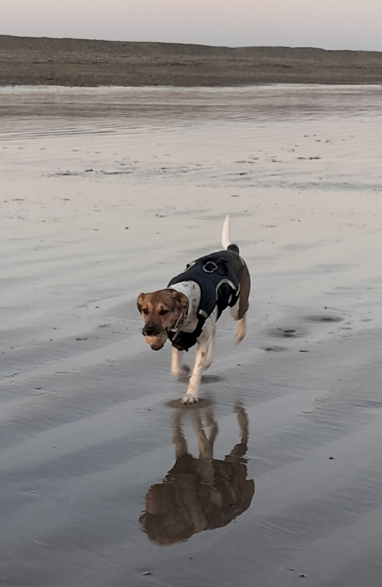 HelenSt15575584's tweet photo. So blessed to be living near the beach. Twilight is the perfect time for a walk. #beach #DogsofTwittter https://t.co/o5C0lOLBCK