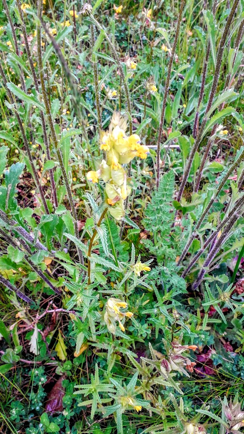 GreenRoyalDevon's tweet photo. At first glance, our Wildflowers at RD&amp;E Wonford look like they only have the one flower, but look a little closer and you will see the Yellow Rattle flowers just starting to appear. These 'meadow maker' flowers help to suppress grass and encourage other plants. #GreenRoyalDevon https://t.co/KRFrb5G86A