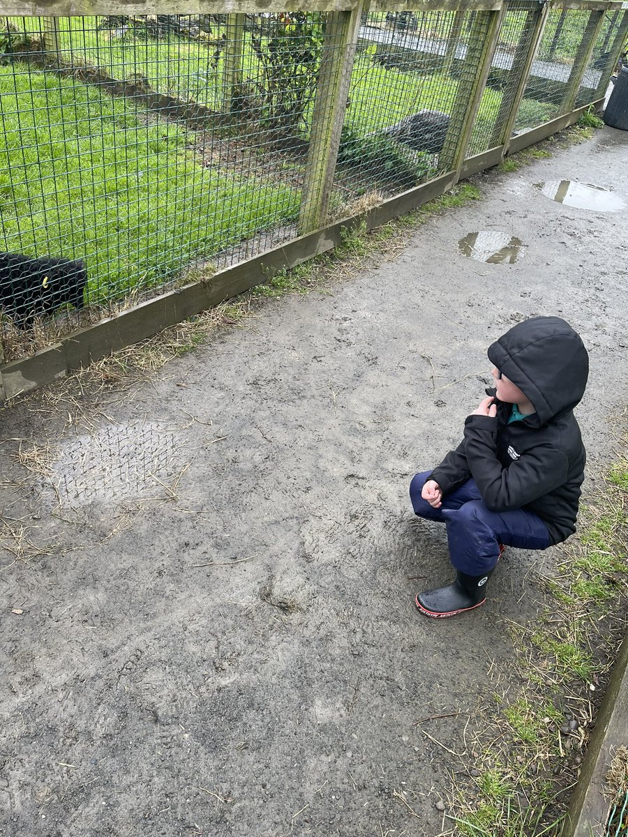 CSCClass1's tweet photo. A wet trip to #muiravonside this morning but we discovered loads of animals and loved saying hello to them all. We took photos of our favourites to share and compare on the way back to school @wlconnolly @LoveWestLothian https://t.co/sIJjqIMZKU