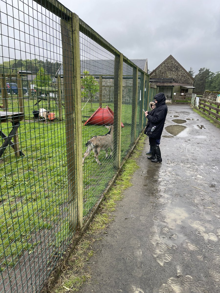 CSCClass1's tweet photo. A wet trip to #muiravonside this morning but we discovered loads of animals and loved saying hello to them all. We took photos of our favourites to share and compare on the way back to school @wlconnolly @LoveWestLothian https://t.co/sIJjqIMZKU