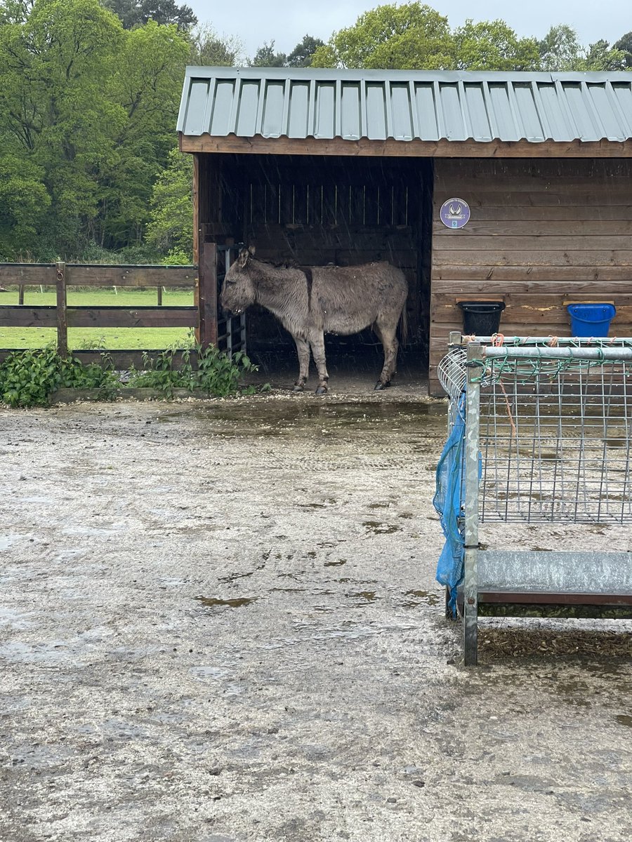 CSCClass1's tweet photo. A wet trip to #muiravonside this morning but we discovered loads of animals and loved saying hello to them all. We took photos of our favourites to share and compare on the way back to school @wlconnolly @LoveWestLothian https://t.co/sIJjqIMZKU