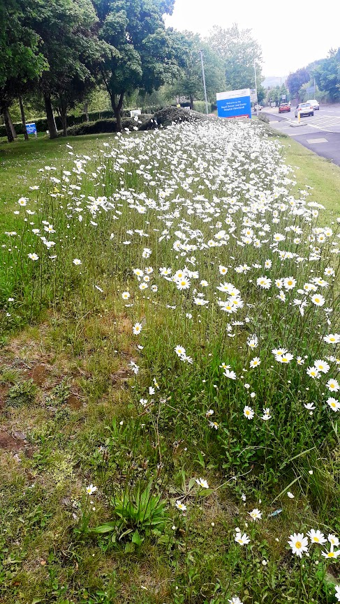 GreenRoyalDevon's tweet photo. At first glance, our Wildflowers at RD&amp;E Wonford look like they only have the one flower, but look a little closer and you will see the Yellow Rattle flowers just starting to appear. These 'meadow maker' flowers help to suppress grass and encourage other plants. #GreenRoyalDevon https://t.co/KRFrb5G86A