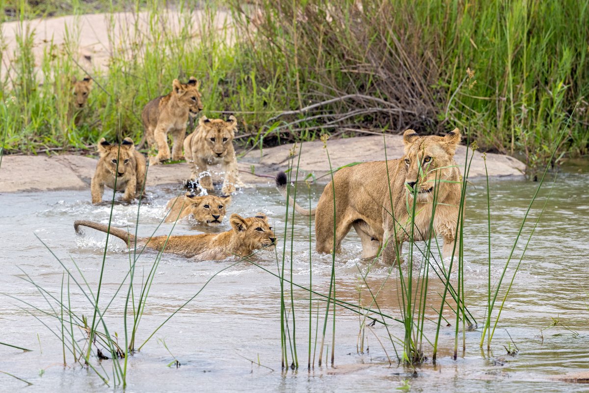 Funding lion conservation goes beyond big cats. Our investments affect biodiversity, climate, and the people who live in and around Africa’s majestic conservation areas. With lions as our primary focus we can address all of these issues together.

📷 Susan McConnell
