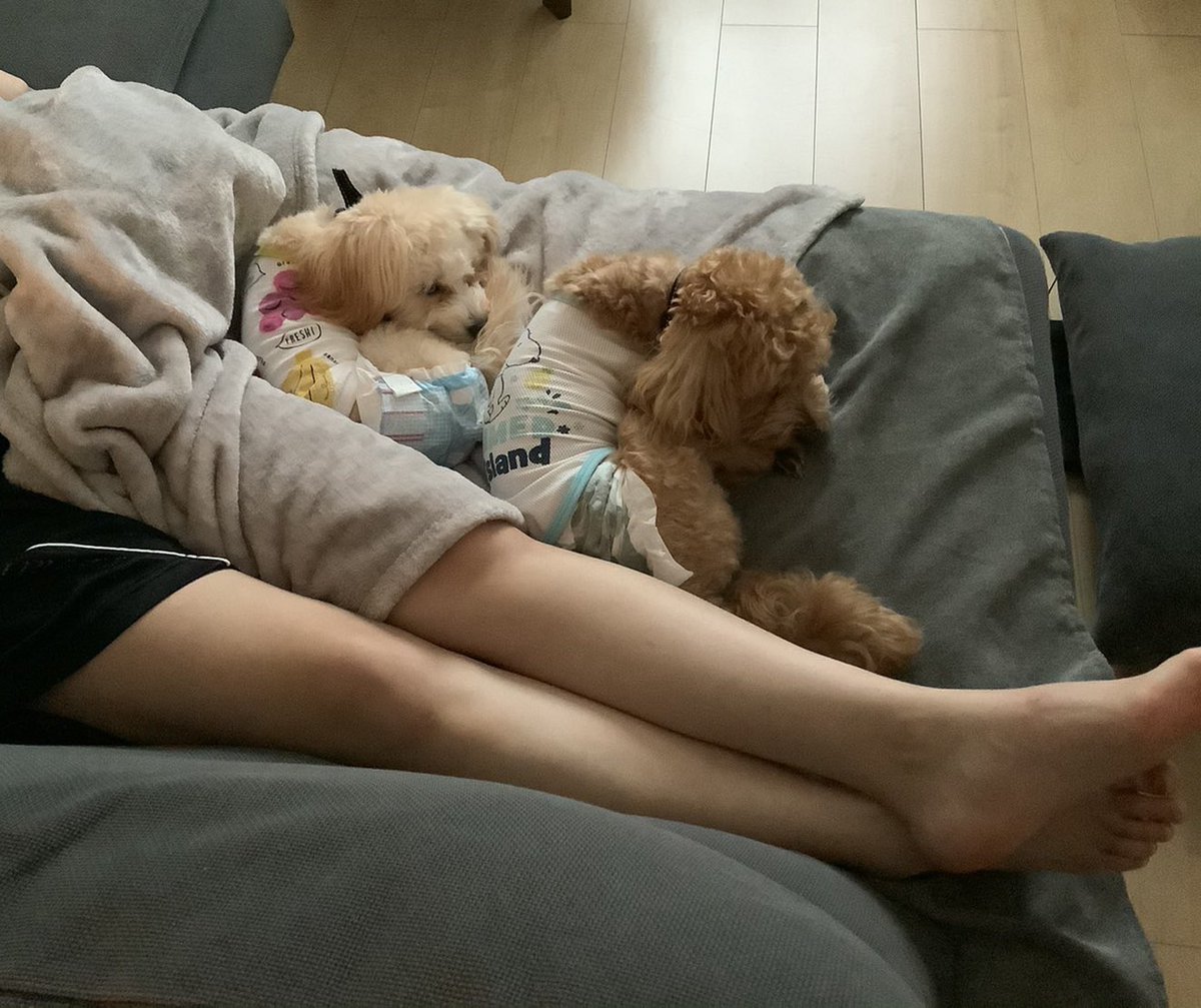 siera_24's tweet photo. アルマジロが2匹🐶 https://t.co/vcPGHsMHoH