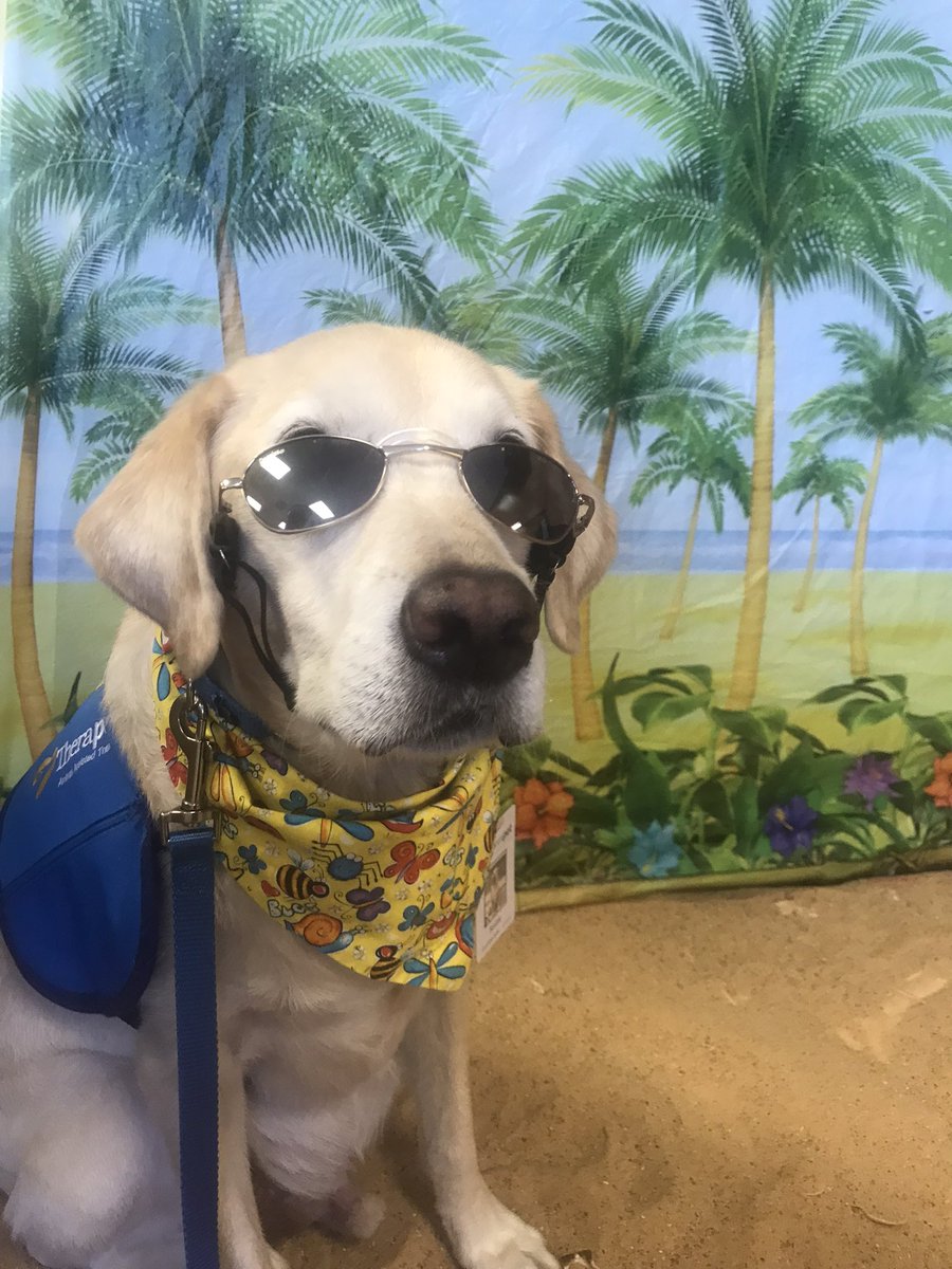 2crazyk9s's tweet photo. Radar had a great day going to beach with @JanaMcWain and her classes @therapetaat https://t.co/J6FLTjnhZG