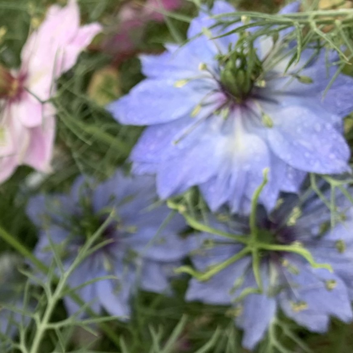 おはようございます٩(*´꒳`*)۶ 🌸🌸🌸花の便り🌸🌸🌸 秋まきの一年草で、花壇の植栽や切り花に利用されている人気の植物です