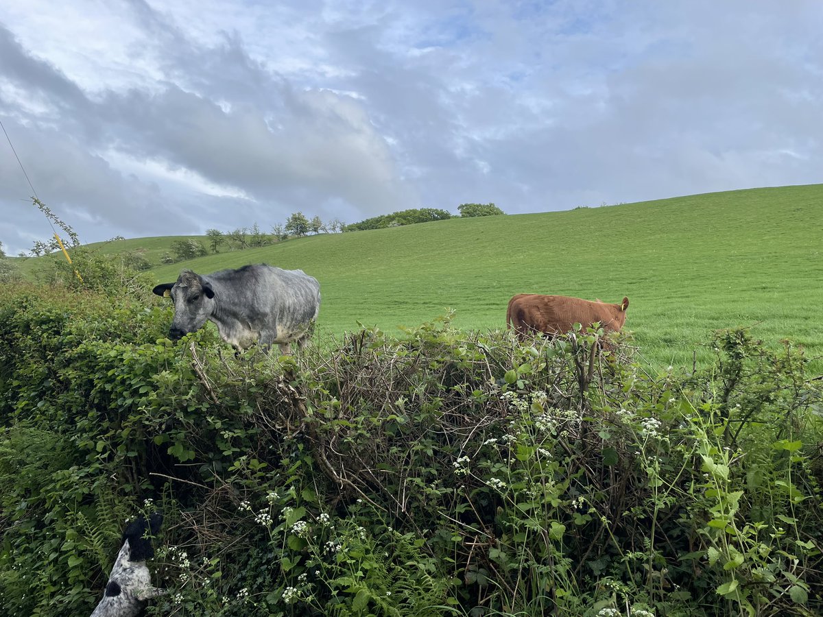 doc_spencer's tweet photo. Perfect weather for a really lovely walk in great company this evening… Thank you 😊 @zoe77ashman #walking #freshair #PlentyOfSteps https://t.co/jZs3lCNNYC