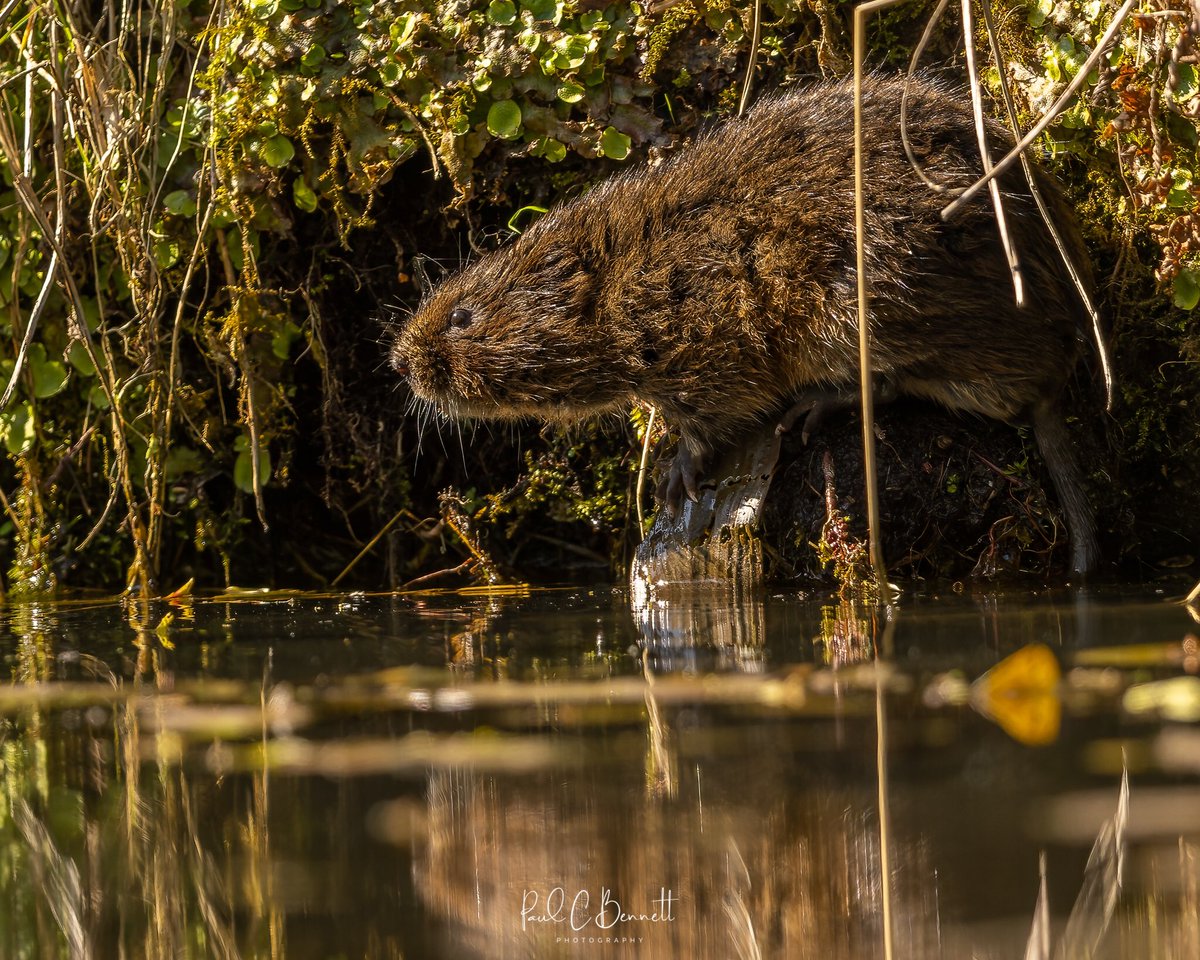 After a little research locally I finally got to spend a little time with Ratty the water vole.
<a href="/WildlifeMag/">BBC Wildlife</a> <a href="/paul69pcbphotos/">Paul C Bennett Wildlife</a> <a href="/BBCSpringwatch/">BBC Springwatch</a> #watervole #ratty #windinthewillows #BBCWildlifePOTD #photooftheday