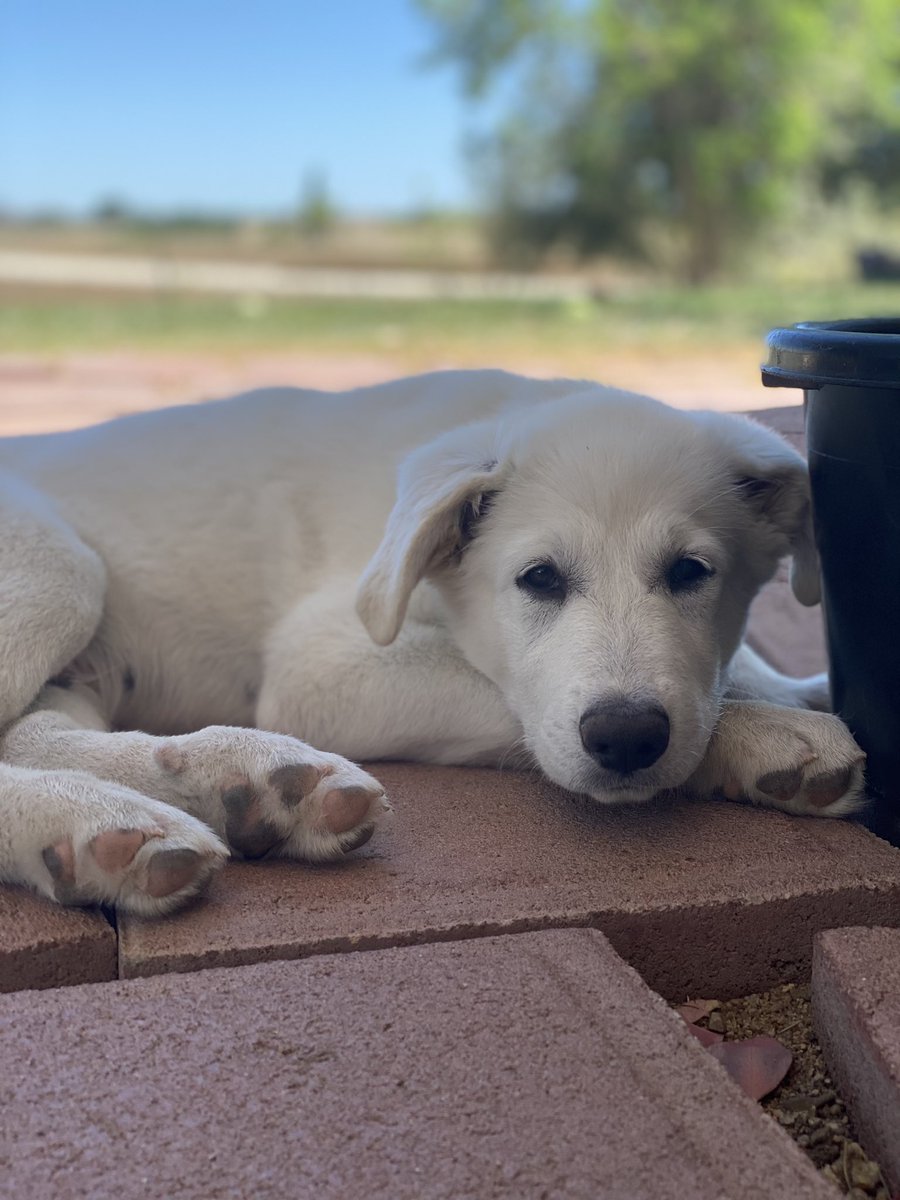 sarahleigh27's tweet photo. This boy has gotten so big in such a short amount of time 💙🐾 #FarmLife #WorkinDog https://t.co/mguNmM4UU1