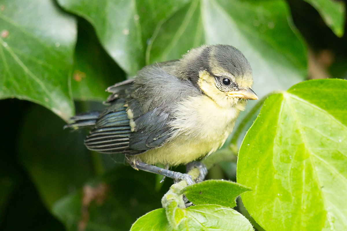 Simon Waters tweet media