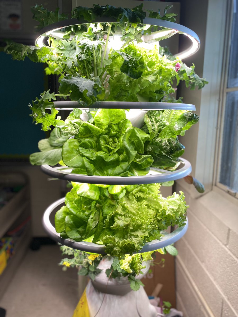 CaseNPoynt's tweet photo. After 4 weeks of growing in our LettuceGrow Farmstand, it is harvest day! We can’t wait to try different salads tomorrow and sautéed bok choy on Wednesday. #ncts09 #ncssbethebest #LettuceGrow https://t.co/IiDdD49kn8