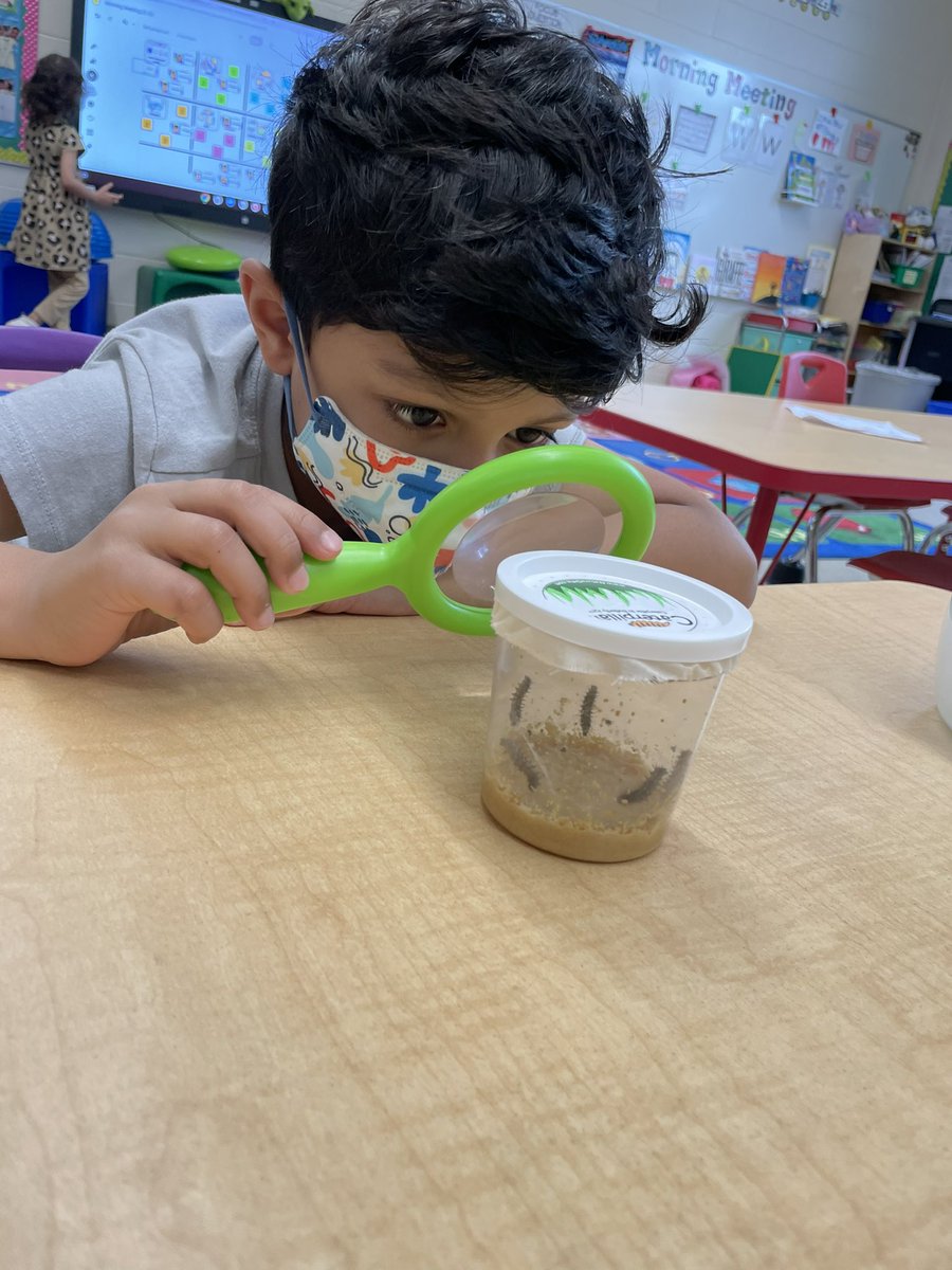 MissVatLP's tweet photo. Pre-K 2 got 7 new friends today! Our Insect Unit has just started and we are so excited to observe the life cycle of a butterfly in our classroom! We have an observation journal that we will be using to draw the changes we see every day!🐛🦋 #NTPreschoolProud #WhyLP #InsectUnit https://t.co/JhDzu3Hy4g