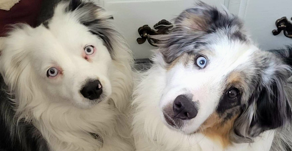 Ziggy Stardog 🎶👽 🐕 (@ziggy__stardog) on Twitter photo 