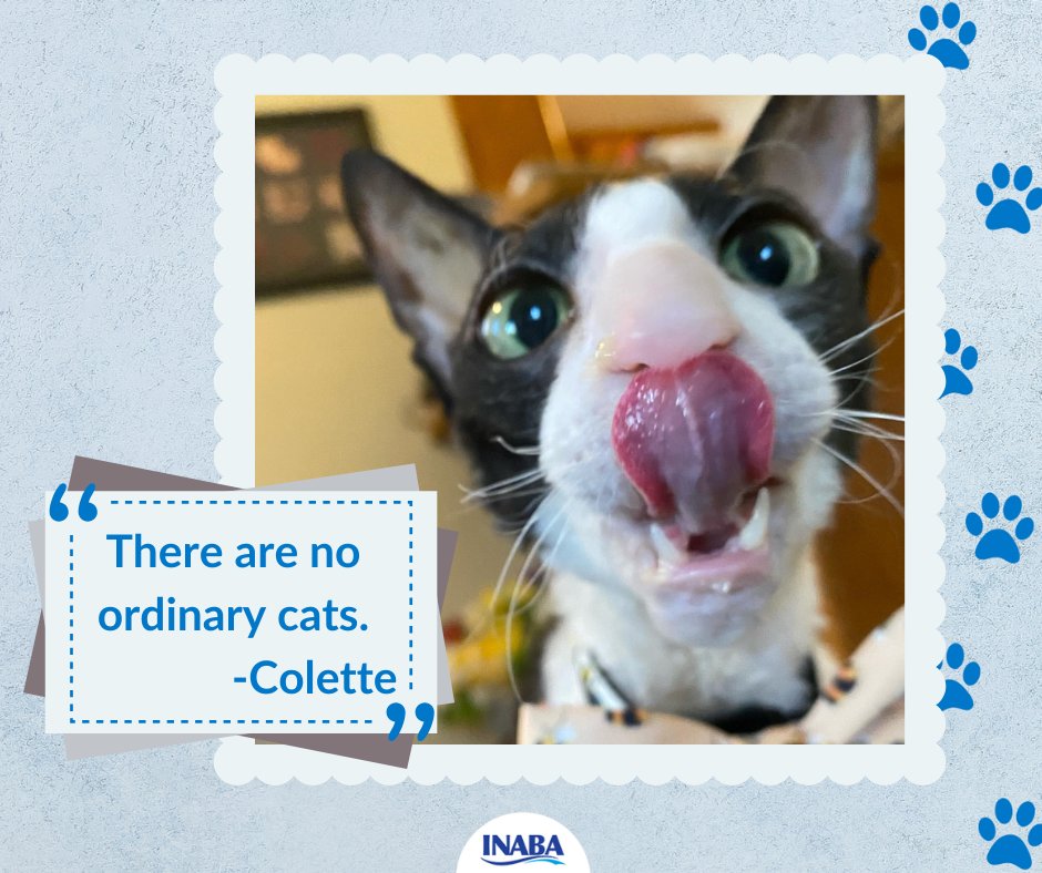 InabaChuru's tweet photo. I want to be like louis_the_crex on IG and be extraordinarily cute 💙💙💙
.
.
.
.
#mondaymotivation #qotd #nosuchthingasordinary #showmeyourchuruface #churunose #churulover #cornishrexcatsoftwitter #cornishrexcats #catquotes https://t.co/dZ4FWBh9uw