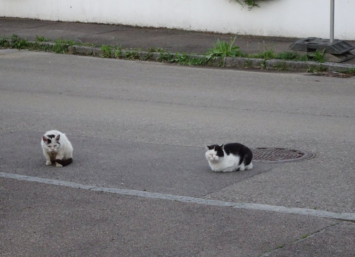 Sparrersway's tweet photo. #Bartenbach #ManholeCoverMonday #cats ruling the road @bvandusen @twwalte2 @IronCovers @teidagua @hr_flemming @robertloerzel @AngelikaMusser @chiarmstrong @emb_cit @willpunctuate https://t.co/3spUF5cxTU