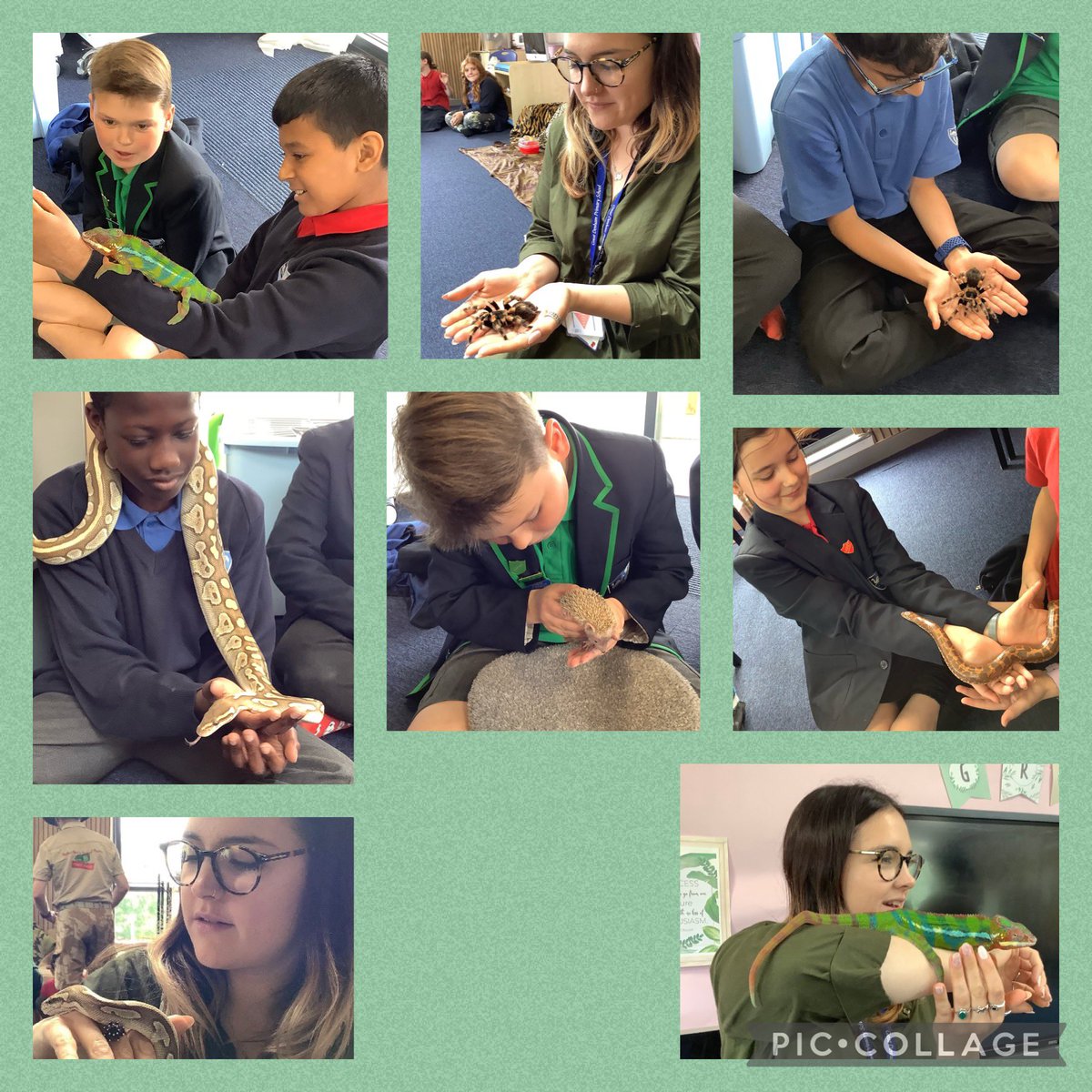 What a brilliant visit from <a href="/safari_stu/">safari stu</a> today! Our essential question discusses facing fears and boy did we do that! I’m surprised that Twiggy the tarantula didn’t slip off of my sweaty hands! 🕷 #reallifeexperiences
