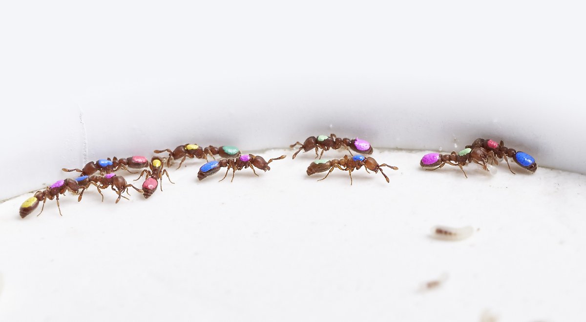 YukoUlrich's tweet photo. We're looking for a postdoc to work on infection dynamics in clonal raider ants at @MPI_CE, in collaboration with the group of Robert Paxton at Uni. Halle. Funded by @iDiv. Join us!!!
Ad: https://t.co/aAEvEvl5Hf. 
Pic by A. Schroll. https://t.co/gFxAEUvxAi