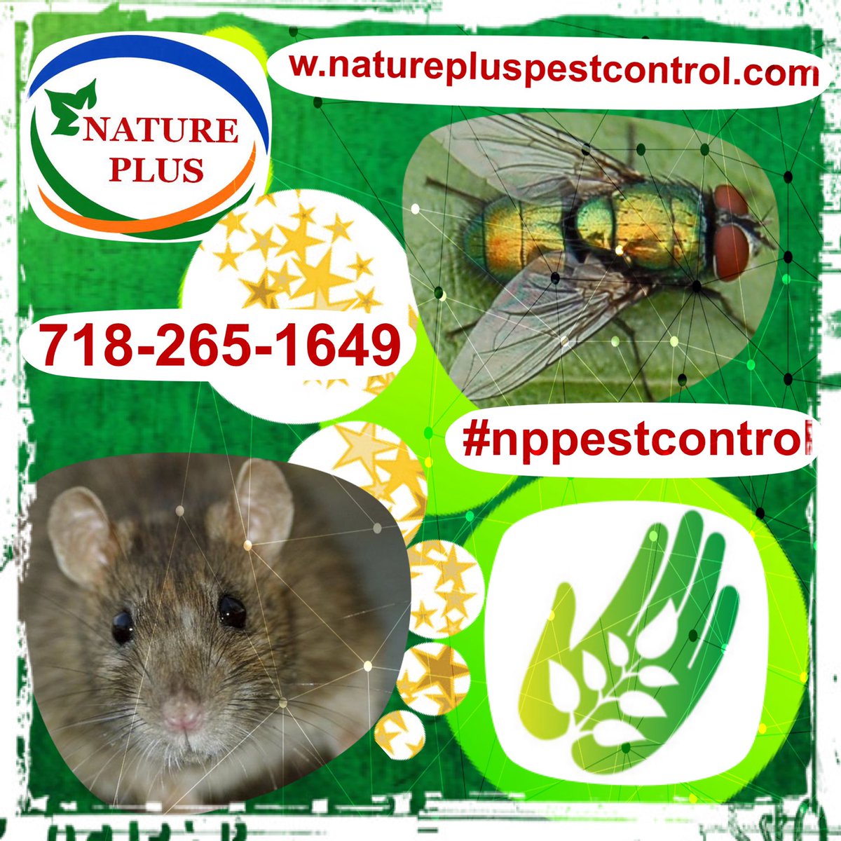 NPPestControl's tweet photo. #pestcontrol #pests #pestfree #natural pest control #ecofriendly pest control #nppestcontrol #mice #rats #roaches #flies #mosquitoes #ants #fleas #bedbugs #moths #ticks #spiders #NYC pest control #businessowner #smallbusiness https://t.co/jwIpFJAoST