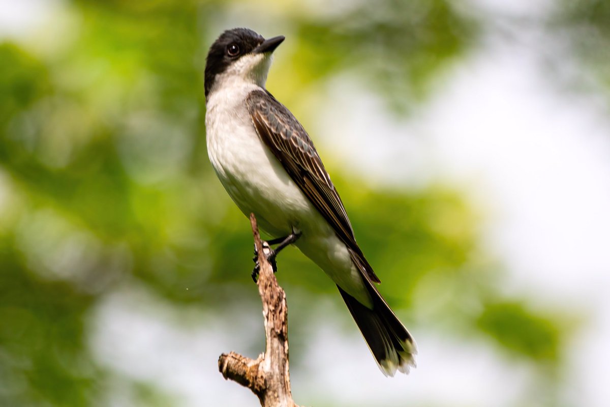 mitoGFP's tweet photo. Eastern kingbird @CentralPark_NYC Monday walk with @BirdingBobNYC #birdcpp #BirdsSeenIn2022 #birdwatching #birding #BirdTwitter #urbanbirding #springbirding @inaturalist #BirdsofNYC #springmigrants #easternkingbird https://t.co/ZFvjmQz6Bf