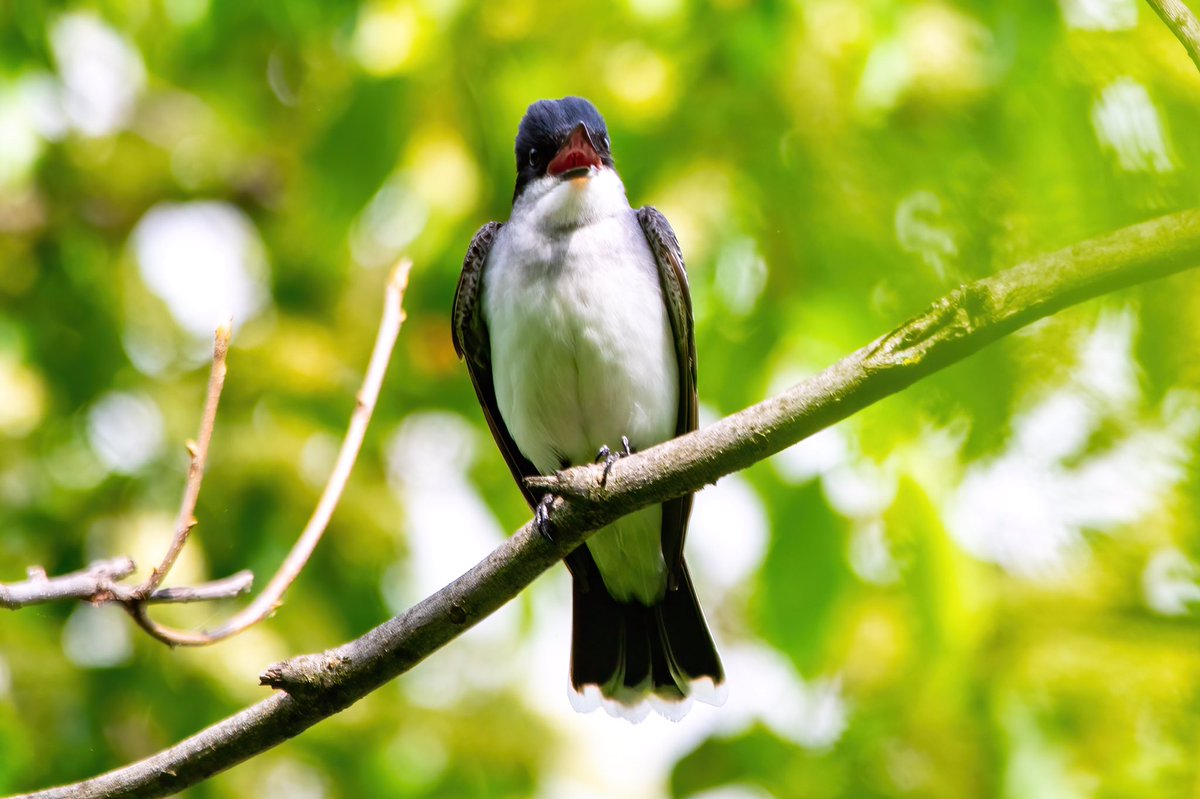 mitoGFP's tweet photo. Eastern kingbird @CentralPark_NYC Monday walk with @BirdingBobNYC #birdcpp #BirdsSeenIn2022 #birdwatching #birding #BirdTwitter #urbanbirding #springbirding @inaturalist #BirdsofNYC #springmigrants #easternkingbird https://t.co/ZFvjmQz6Bf