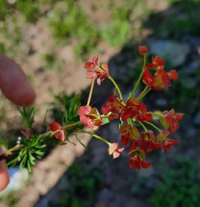 ortobotanicoBG's tweet photo. L'attività che abbiamo fatto venerdì 13 è stata pazzesca: siamo andati sulle rive del fiume Brembo per osservare la vastità di piante che ci abitano. Le curiosità sono state tante e per questo dobbiamo ringraziare l'esperta del progetto #BeePathNet e la nostra scuola @isiseinaudi https://t.co/CPE077BJtS