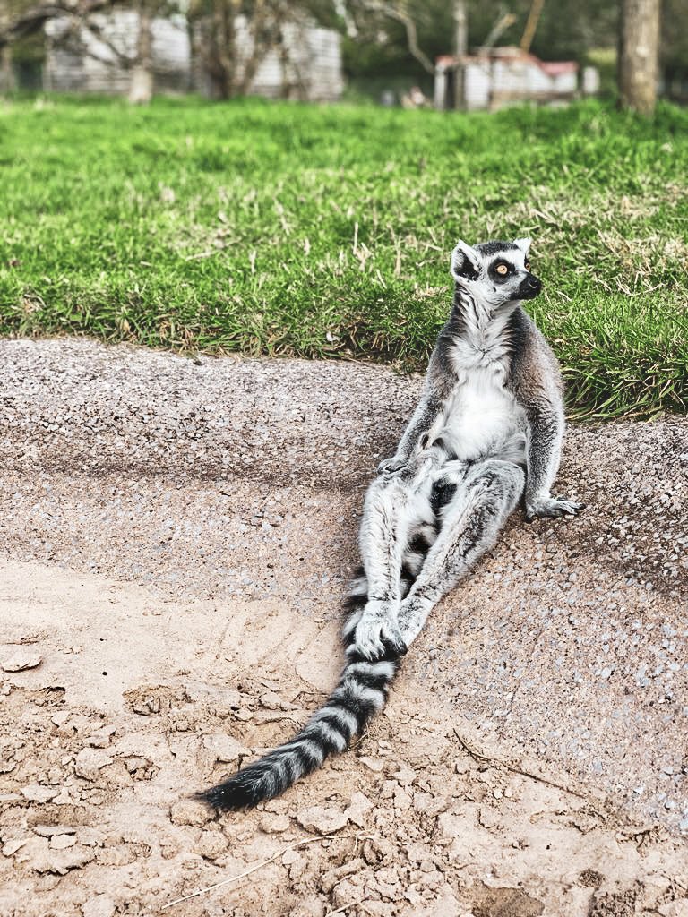 PeakWP's tweet photo. Alanday is the new Monday!
Every week on this day we vow to deliver you Alan content! For those of you who don’t know Alan, he is THE greatest lemur to ever exist on this planet 🌍
Just look at him 👇🫶
#Alanday #AlanAlanAndMoreAlan https://t.co/x7Gglbhowf