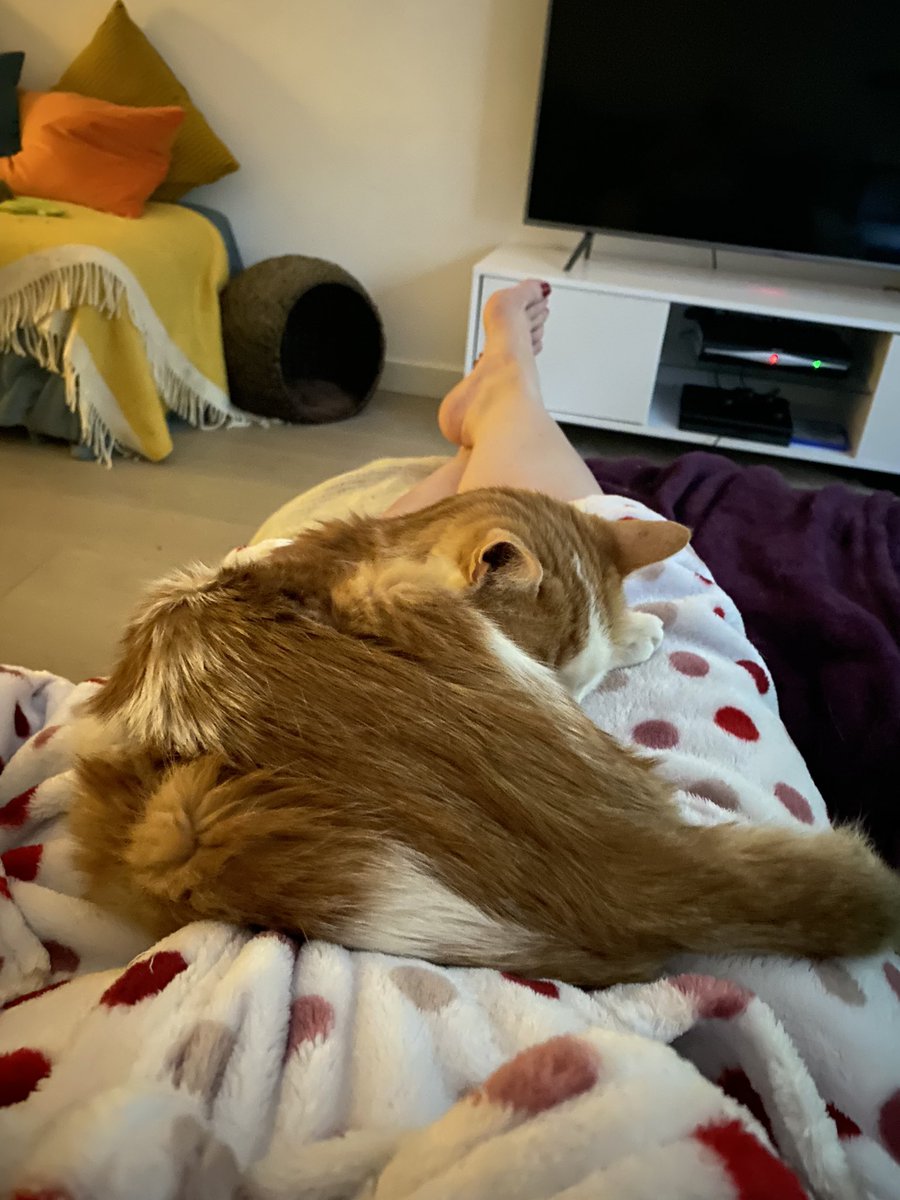 weevic18's tweet photo. Someone missed me #weepal #franco #catcuddlesarethebest https://t.co/n6kdB0YwPX