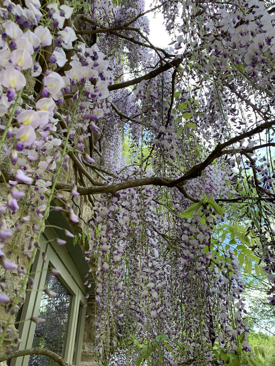 @GardensHour More #wisteriahysteria #gardenshour as we hit peak tassel time here 💜🌿💜🌿💜